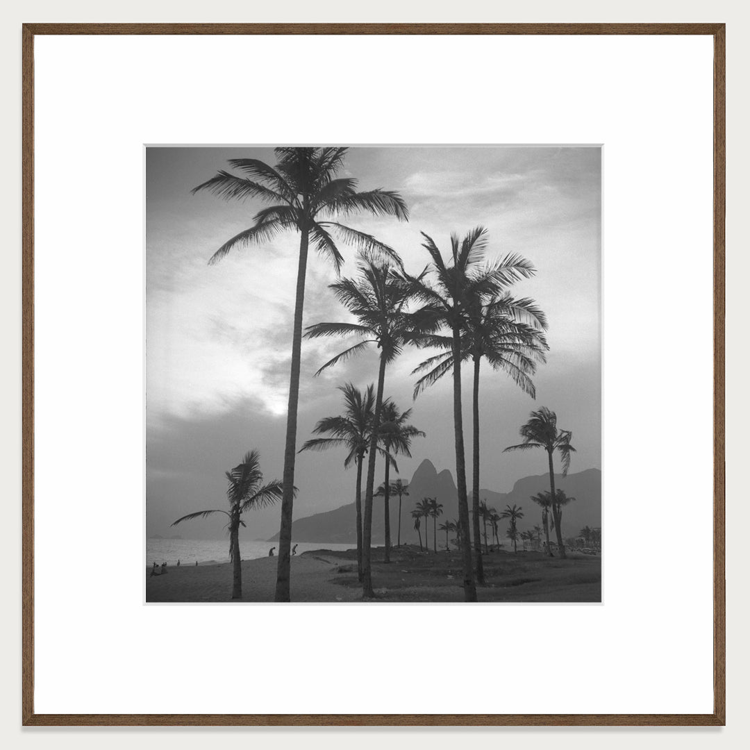 Palms by the sea, 1957