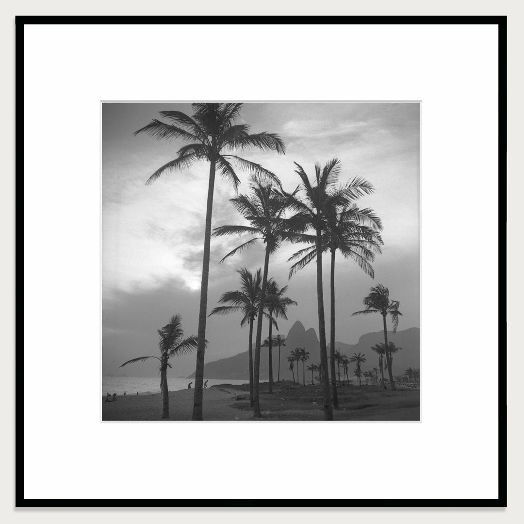 Palms by the sea, 1957