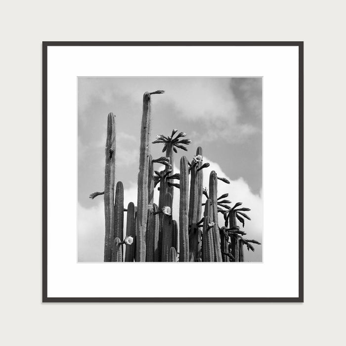 Cactus plants, 1959