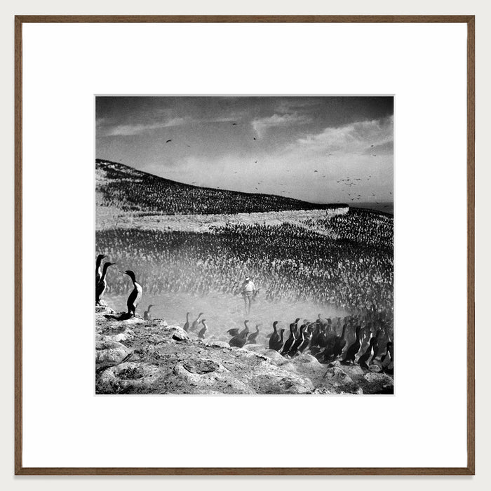 Cormorants, Guano Island, 1950