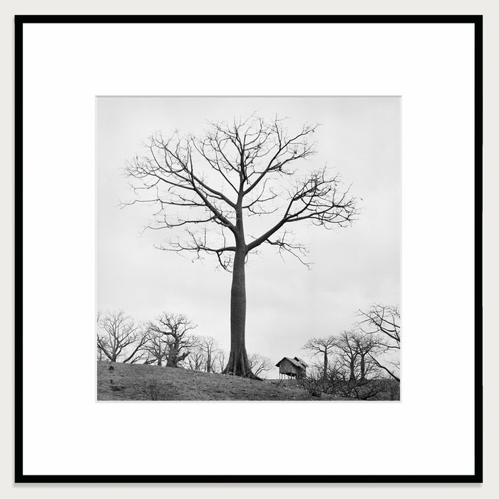 Cotton tree, 1968