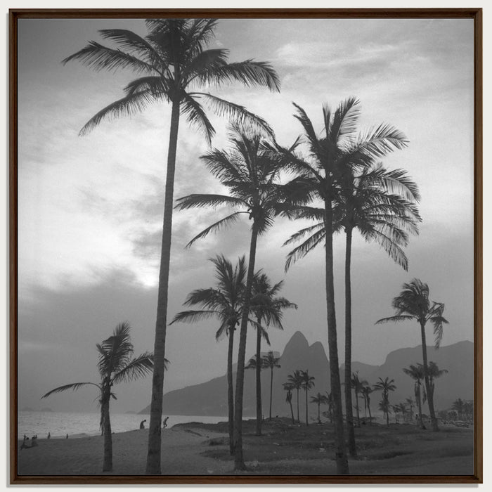 Palms by the sea, 1957