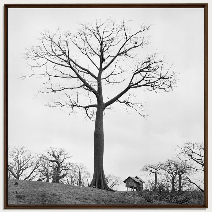 Cotton tree, 1968