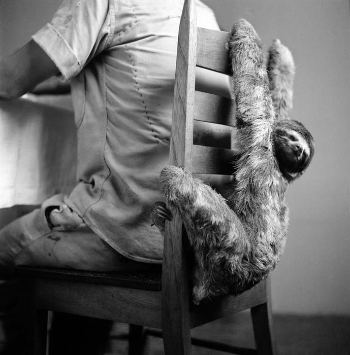Sloth bear, 1960.