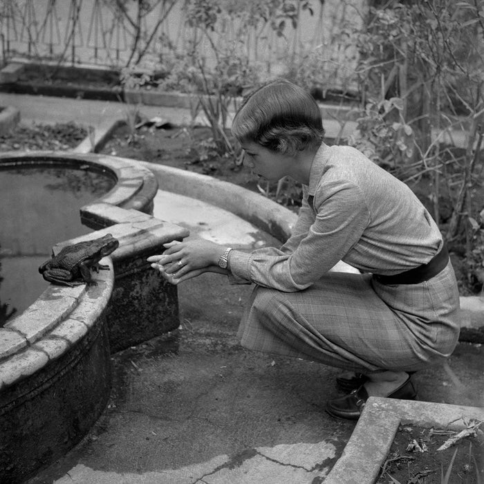 Blomberg’s toad, 1952
